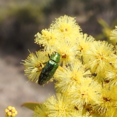 Melobasis obscurella (Obscurella jewel beetle) at Kambah, ACT - 23 Aug 2024 by HelenCross