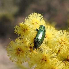 Melobasis obscurella at Kambah, ACT - 23 Aug 2024 01:55 PM