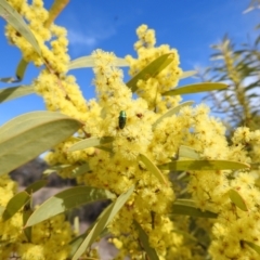 Melobasis obscurella at Kambah, ACT - 23 Aug 2024 01:55 PM