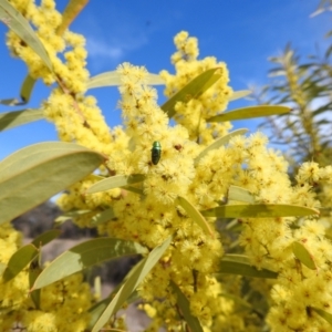 Melobasis obscurella at Kambah, ACT - 23 Aug 2024 01:55 PM