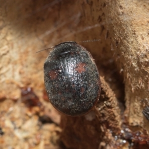 Trachymela sp. (genus) at Higgins, ACT - 21 Aug 2024