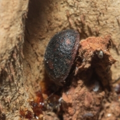 Trachymela sp. (genus) at Higgins, ACT - 21 Aug 2024