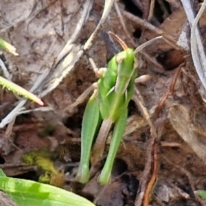 Perala viridis at Collector, NSW - 23 Aug 2024