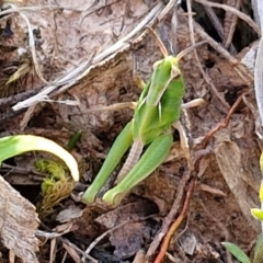 Perala viridis at Collector, NSW - 23 Aug 2024