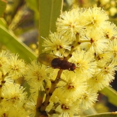 Lauxaniidae (family) (Unidentified lauxaniid fly) at Kambah, ACT - 23 Aug 2024 by HelenCross