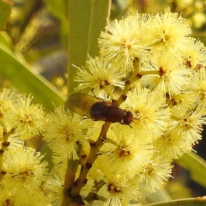 Lauxaniidae (family) at Kambah, ACT - 23 Aug 2024