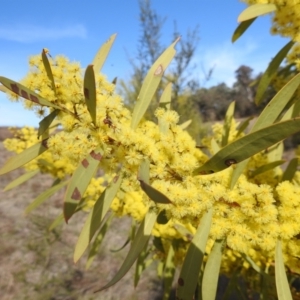 Acacia rubida at Kambah, ACT - 23 Aug 2024