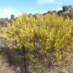 Acacia rubida at Kambah, ACT - 23 Aug 2024