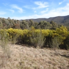 Acacia rubida at Kambah, ACT - 23 Aug 2024