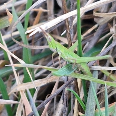 Keyacris scurra (Key's Matchstick Grasshopper) at Collector, NSW - 23 Aug 2024 by trevorpreston