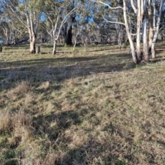 Keyacris scurra at Collector, NSW - 23 Aug 2024 04:29 PM