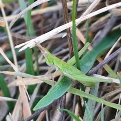 Keyacris scurra at Collector, NSW - 23 Aug 2024