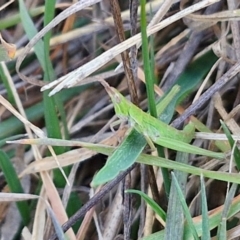 Keyacris scurra at Collector, NSW - 23 Aug 2024 04:29 PM