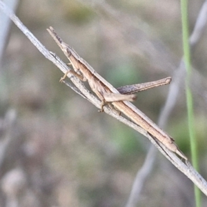 Keyacris scurra at Collector, NSW - 23 Aug 2024 04:29 PM