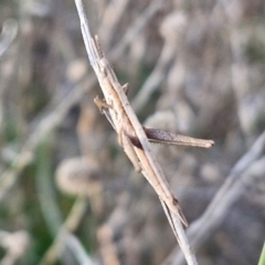 Keyacris scurra at Collector, NSW - 23 Aug 2024 04:29 PM