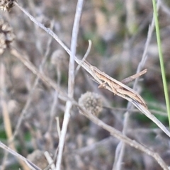 Keyacris scurra at Collector, NSW - 23 Aug 2024