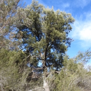 Casuarina cunninghamiana subsp. cunninghamiana at Kambah, ACT - 23 Aug 2024 02:05 PM