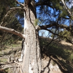 Casuarina cunninghamiana subsp. cunninghamiana at Kambah, ACT - 23 Aug 2024 02:05 PM