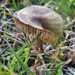 zz agaric (stem; gills not white/cream) at Collector, NSW - 23 Aug 2024 by trevorpreston