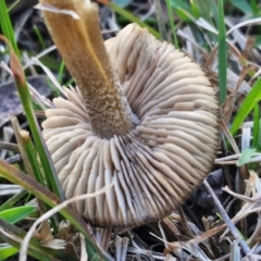 zz agaric (stem; gills not white/cream) at Collector, NSW - 23 Aug 2024 04:24 PM