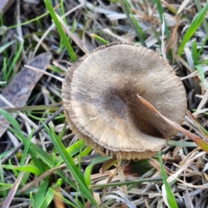 zz agaric (stem; gills not white/cream) at Collector, NSW - 23 Aug 2024