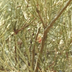 Amyema cambagei (Sheoak Mistletoe) at Kambah, ACT - 23 Aug 2024 by HelenCross