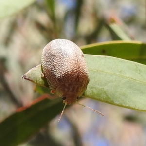 Paropsis atomaria at Kambah, ACT - 23 Aug 2024