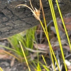 Lepidosperma laterale at Tianjara, NSW - 21 Aug 2024 by JaneR