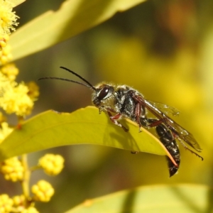 Thynninae (subfamily) at Kambah, ACT - 23 Aug 2024