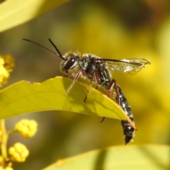 Thynninae (subfamily) at Kambah, ACT - 23 Aug 2024