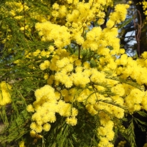 Acacia decurrens at Kambah, ACT - 23 Aug 2024