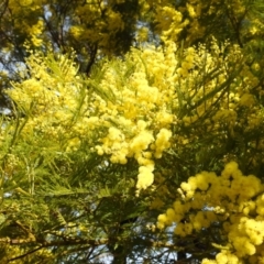 Acacia decurrens at Kambah, ACT - 23 Aug 2024