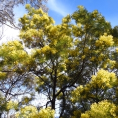 Acacia decurrens at Kambah, ACT - 23 Aug 2024