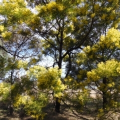 Acacia decurrens at Kambah, ACT - 23 Aug 2024