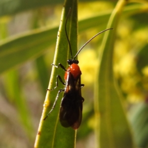 Braconidae (family) at Kambah, ACT - 23 Aug 2024