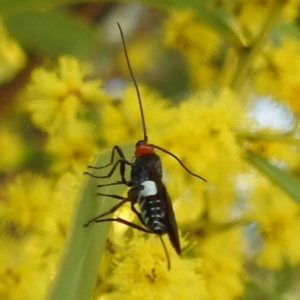 Braconidae (family) at Kambah, ACT - 23 Aug 2024