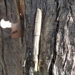 Lepidoscia arctiella at Kambah, ACT - 23 Aug 2024