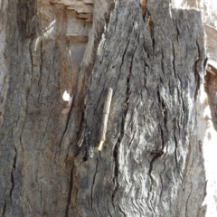 Lepidoscia arctiella at Kambah, ACT - 23 Aug 2024