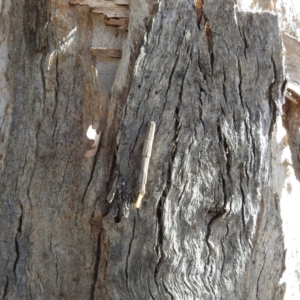 Lepidoscia arctiella at Kambah, ACT - 23 Aug 2024