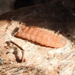 Unverified Insect at Kambah, ACT - 23 Aug 2024 by HelenCross