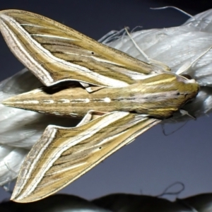 Hippotion celerio at Houtman Abrolhos, WA - 19 Apr 2024