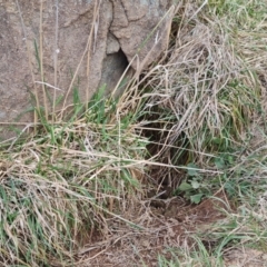 Vombatus ursinus (Bare-nosed Wombat) at Kambah, ACT - 19 Aug 2024 by Mike