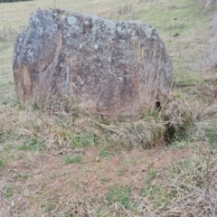 Vombatus ursinus at Kambah, ACT - 19 Aug 2024