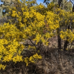 Acacia cardiophylla at Kambah, ACT - 23 Aug 2024