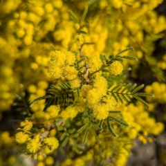 Acacia cardiophylla at Kambah, ACT - 23 Aug 2024