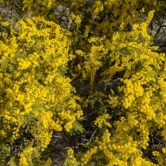 Acacia cardiophylla at Kambah, ACT - 23 Aug 2024