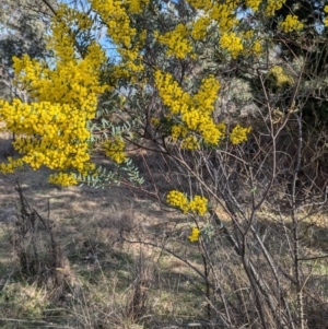 Acacia buxifolia subsp. buxifolia at Kambah, ACT - 23 Aug 2024 03:05 PM