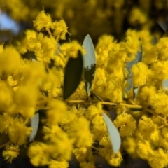 Acacia buxifolia subsp. buxifolia at Kambah, ACT - 23 Aug 2024 03:05 PM