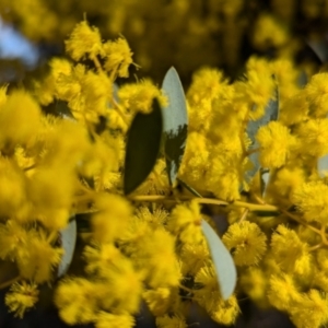 Acacia buxifolia subsp. buxifolia at Kambah, ACT - 23 Aug 2024 03:05 PM