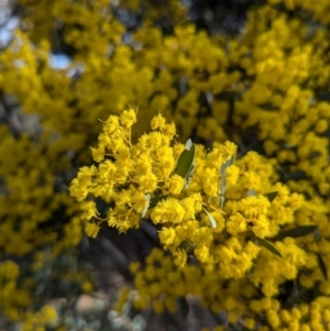 Acacia buxifolia subsp. buxifolia at Kambah, ACT - 23 Aug 2024 03:05 PM